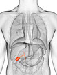 3d rendered illustration of the gallbladder