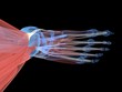 3d rendered illustration of the human foot