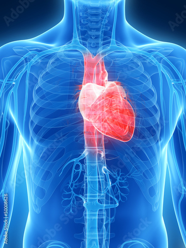 Illustration: 3d rendered illustration of the human heart 3d rendered illustration of the human heart