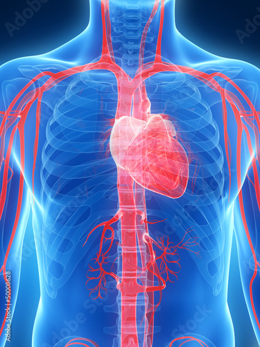 Illustration: 3d rendered illustration of the human heart 3d rendered illustration of the human heart