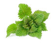 Nettle herbs