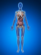 3d rendered illustration of the female anatomy