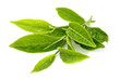  tea leaf