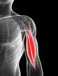 3d rendered illustration of the male biceps