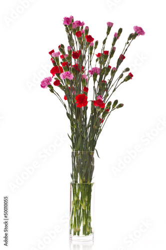 Photo: beautiful carnation beautiful carnation