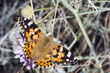 Foto: Butterfly on a flower Butterfly on a flower