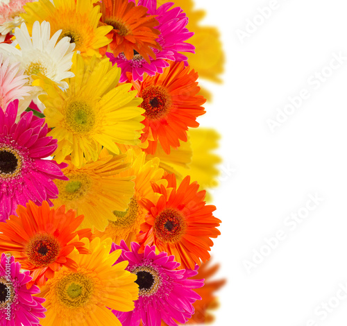 Photo: herbera flowers border herbera flowers border