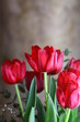 roter tulpenstrauß