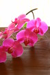 Foto: orchideenblüte orchideenblüte