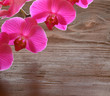 Foto: detail orchidee detail orchidee
