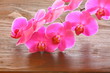 Foto: orchidee orchidee