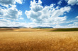 barley  hills Tuscany, Italy