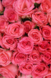 Group of pink roses