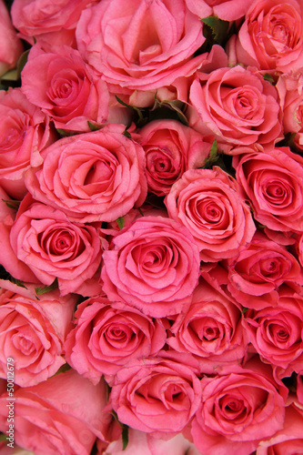 Photo: Group of pink roses Group of pink roses