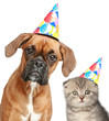 Dog and cat in party cap on white background
