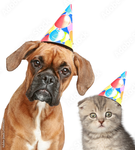 Photo: Dog and cat in party cap on white background Dog and cat in party cap on white background
