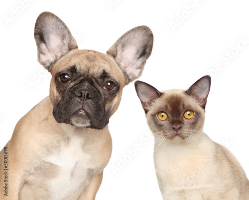 Photo: Close-up portrait of a cat and dog Close-up portrait of a cat and dog