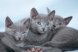Beautiful cat