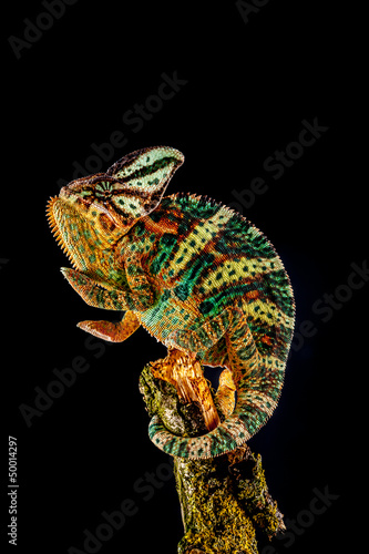 Photo: Yemen chameleon Yemen chameleon