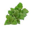 Nettle herbs