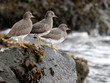Surfbirds on a Rock