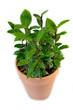 Bay Laurel (Laurus nobilis)