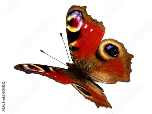 Photo: European Peacock butterfly (Inachis io) in flight European Peacock butterfly (Inachis io) in flight