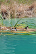 Ducks at rest