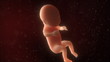 Video: Camera zooms into human fetus in her mother's womb Camera zooms into human fetus in her mother's womb
