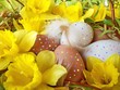 easter eggs to the chicken with flowers