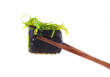 Sushi on white