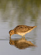 Bekassine, Gallinago gallinago