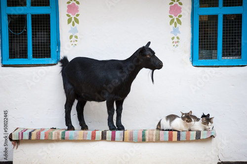 Photo: Goat and cats near chalet Goat and cats near chalet