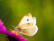 kleiner  Kohlweißling,  (Pieris rapae), 18 männlich,