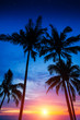 palm trees, sunset and the starry sky