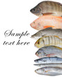 Fish background on white