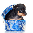 little black puppy in a blue box