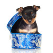 little black puppy