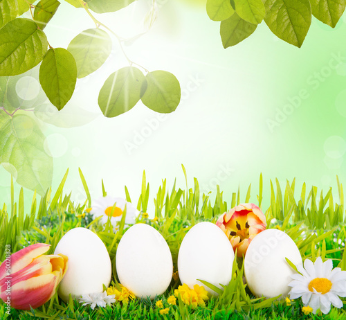 Photo: easter eggs in nature easter eggs in nature