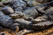 crocodile alligator