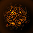 The bacteria