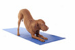 downward dog