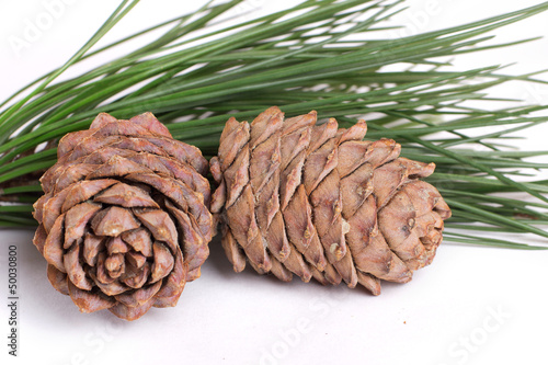 Photo: Cedar cones Cedar cones
