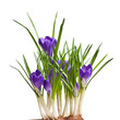 Krokusse Freigestellt