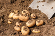 Spade digging up fresh potatoes