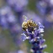 Bee pollinate a flower