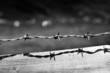 Photo: Barbed wire Barbed wire