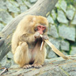 Lonely monkey eats