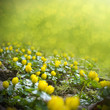 Frühjahrsblüher Winterlinge,  Eranthis hyemalis im Sonnenschein