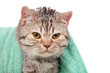 Foto: cat cat